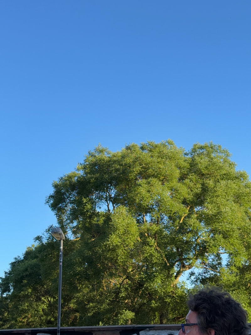 Saule blanc — Bild 3