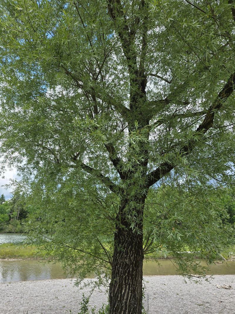 Saule blanc — Bild 1