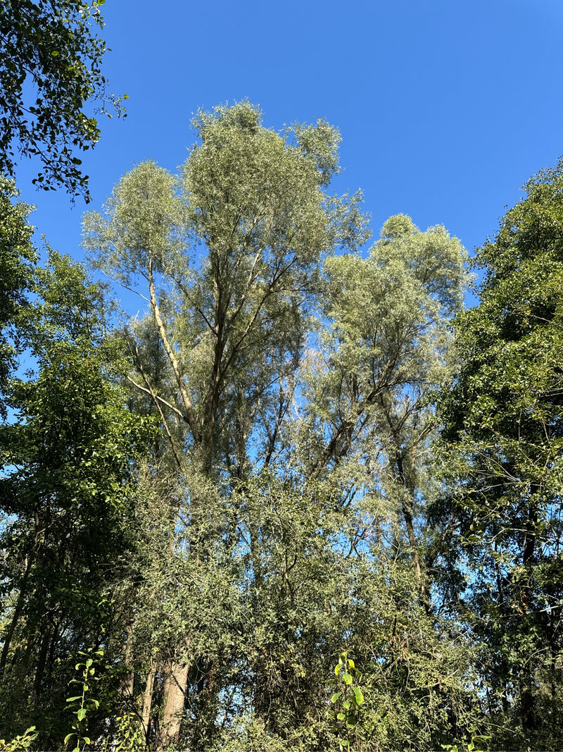 Saule blanc — photo 1 sur 25