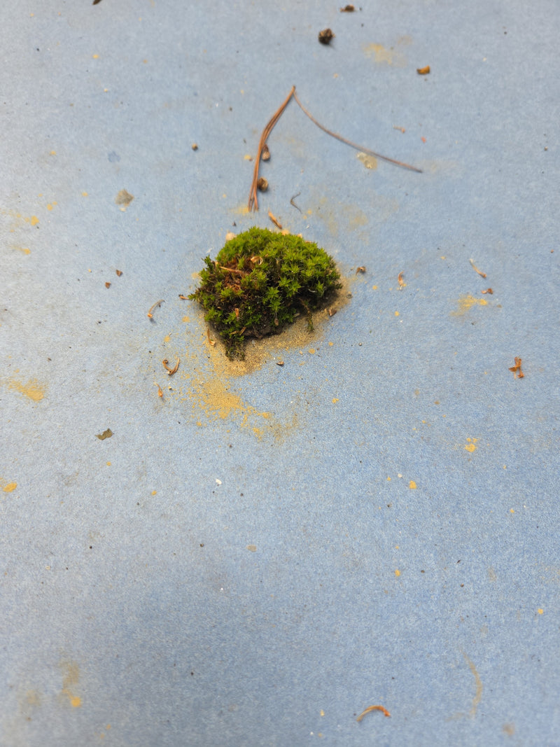 Mousse argentée — Bild 1