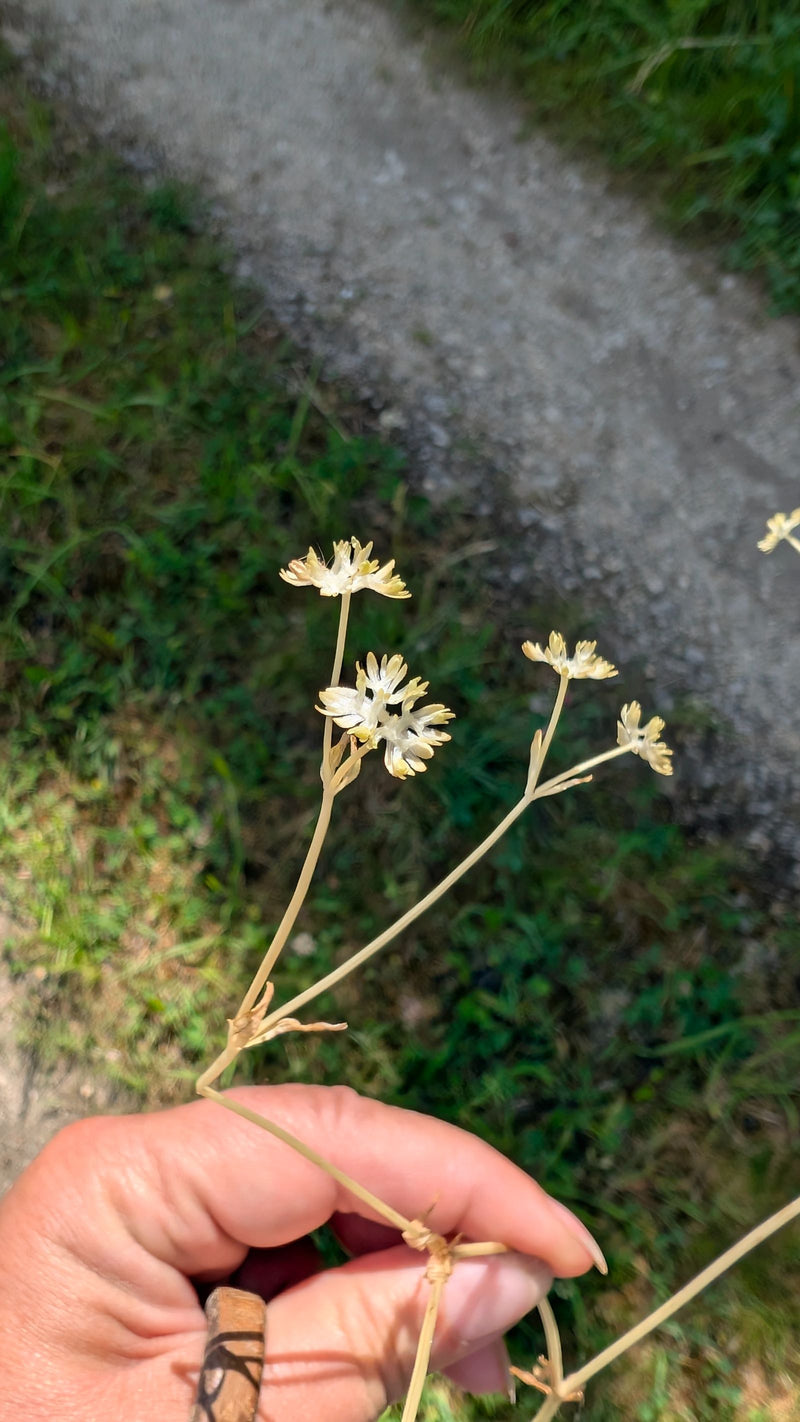 Chardon argenté — Bild 1