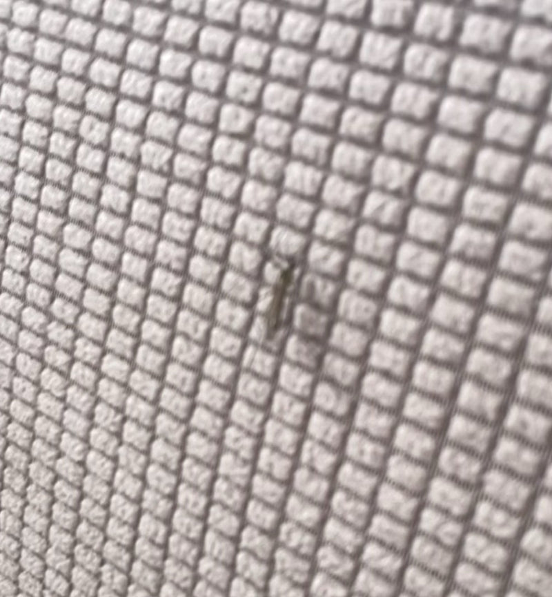Un petit lépisme argenté est visible sur une surface texturée. L'insecte est posé tranquillement sur le support.
