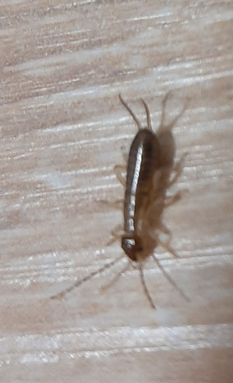Un lépisme se déplace sur une surface en bois clair. L'insecte allongé et scintillant est bien visible.