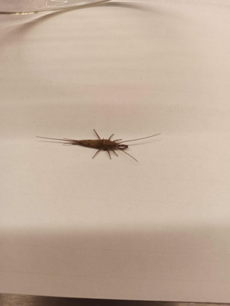 Un poisson d'argent se repose sur une surface claire et lisse, probablement du papier. Sa forme corporelle caractéristique avec de longues antennes et des ap...