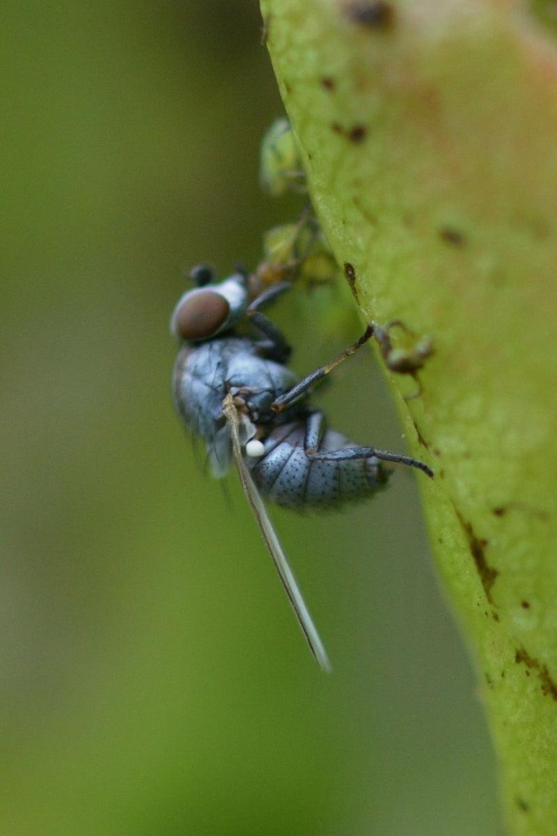 Mouche argentée (genre Leucopis) — Bild 1