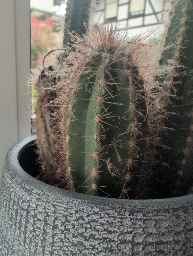 Cactus chandelier en argent — Bild 1