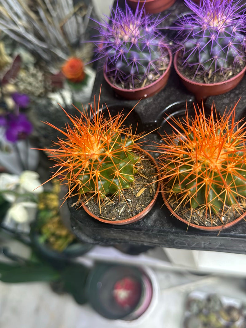Cactus chandelier en argent — photo 4 sur 25