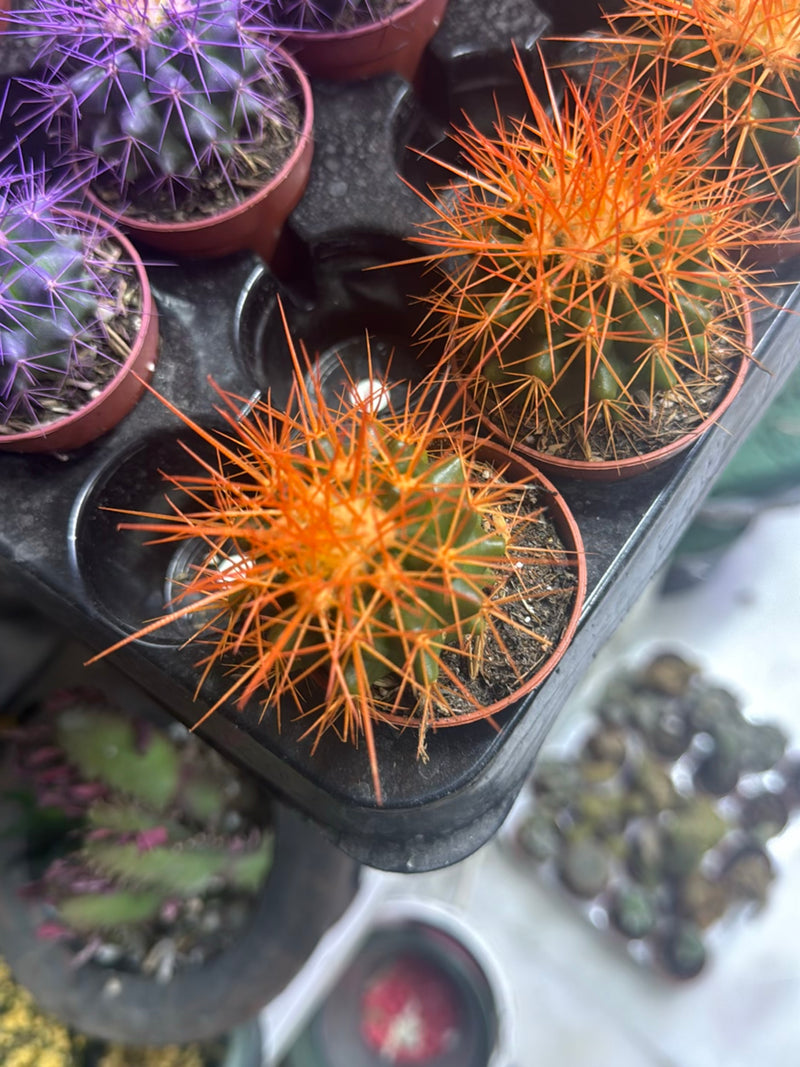 Cactus chandelier en argent — photo 3 sur 25