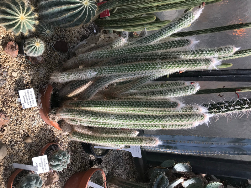 On peut voir plusieurs pousses colonnaires aux poils argentés du cactus cierge d'argent dans un pot. La plante se trouve dans un environnement pierreux en se...