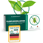 Larves de chrysopes Silberkraft contre les pucerons - 1 paquet avec plante et fiche d'information | Lutte biologique contre les nuisibles