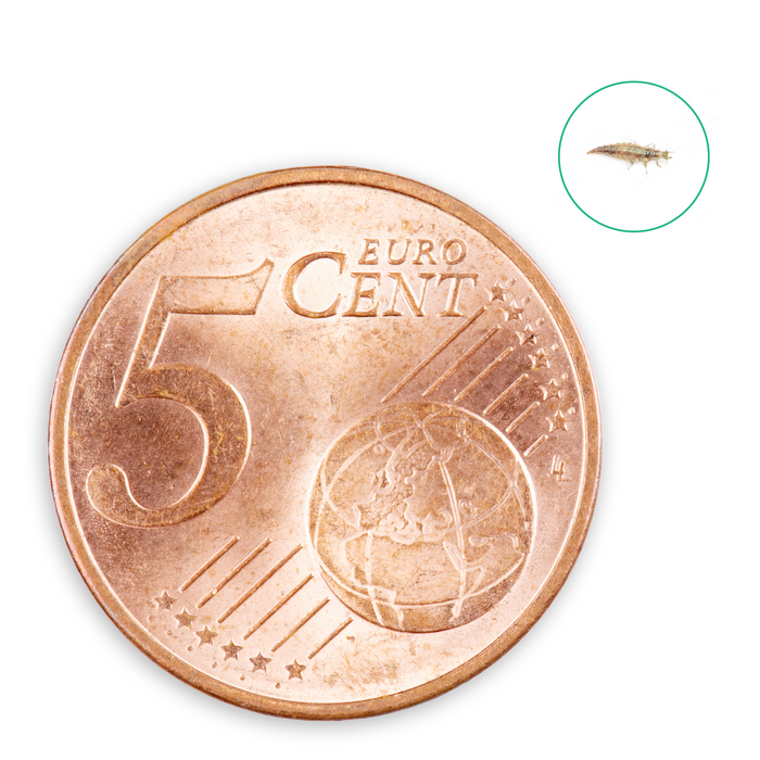 Larves de chrysopes contre pucerons, tétranyques, thrips, aleurodes