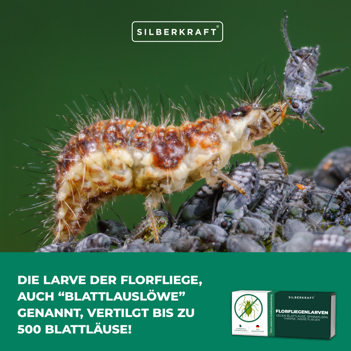 La larve de chrysope (lion puceron) mange les pucerons - détruit jusqu'à 500 pièces | Puissance d'argent