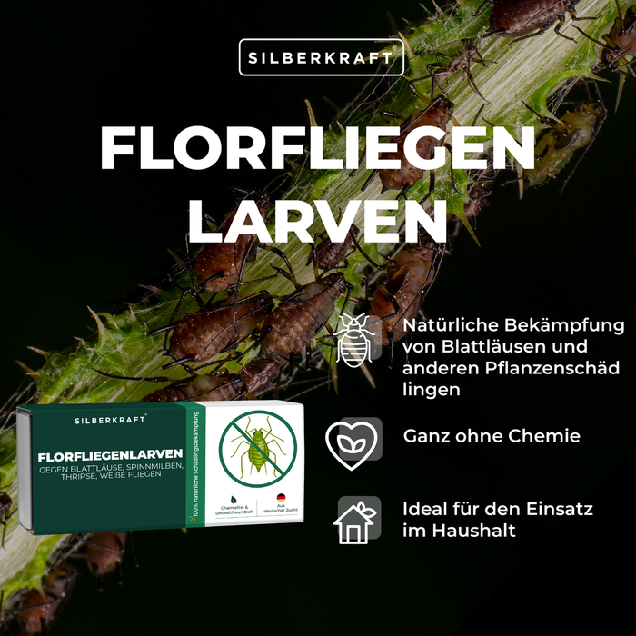 Larves de chrysopes – lutte naturelle contre les pucerons et les ravageurs des plantes | Puissance d'argent