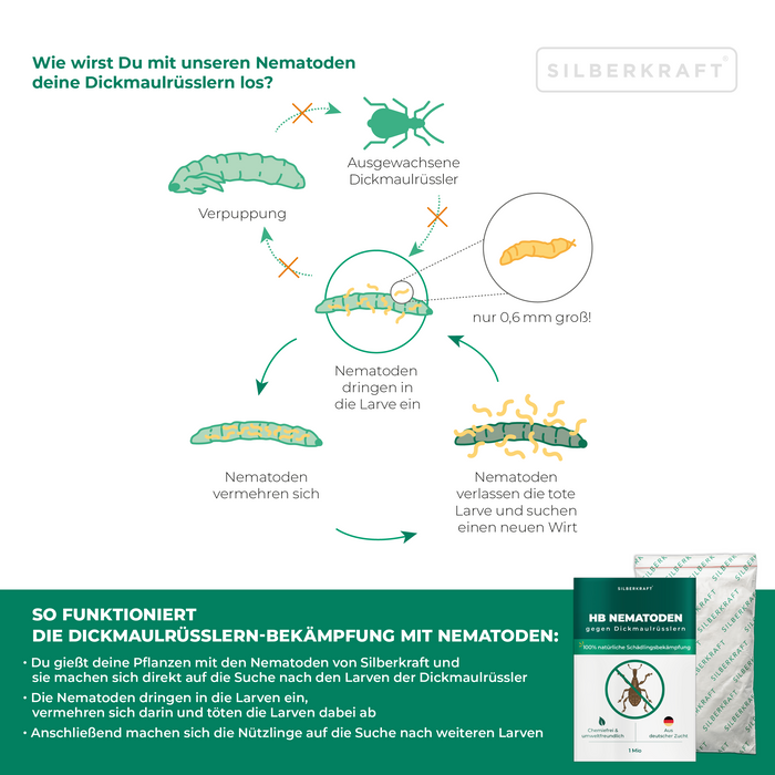 Nématodes HB pour lutter contre les charançons et les vers noirs