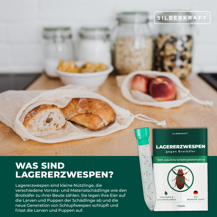 Guêpes de camp contre les coléoptères du pain, les coléoptères du tabac, les coléoptères des boules, les coléoptères du laiton