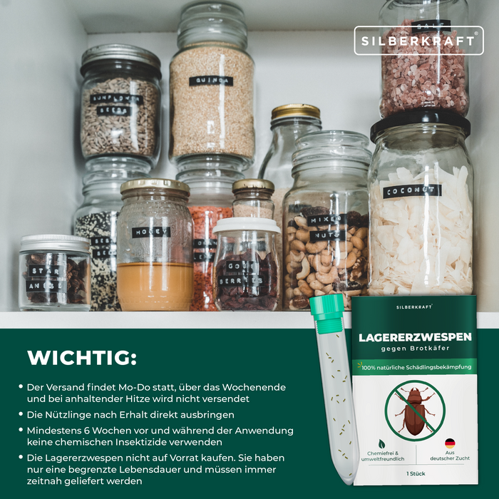 Guêpes de camp contre les coléoptères du pain, les coléoptères du tabac, les coléoptères des boules, les coléoptères du laiton