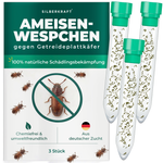 Ameisenwespchen - Cephalonomia tarsalis (CephiTop®) - Silberkraft
