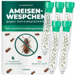 Ameisenwespchen - Cephalonomia tarsalis (CephiTop®) - Silberkraft