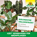Neudorff Azet bâtons d'engrais pour plantes vertes - Silberkraft