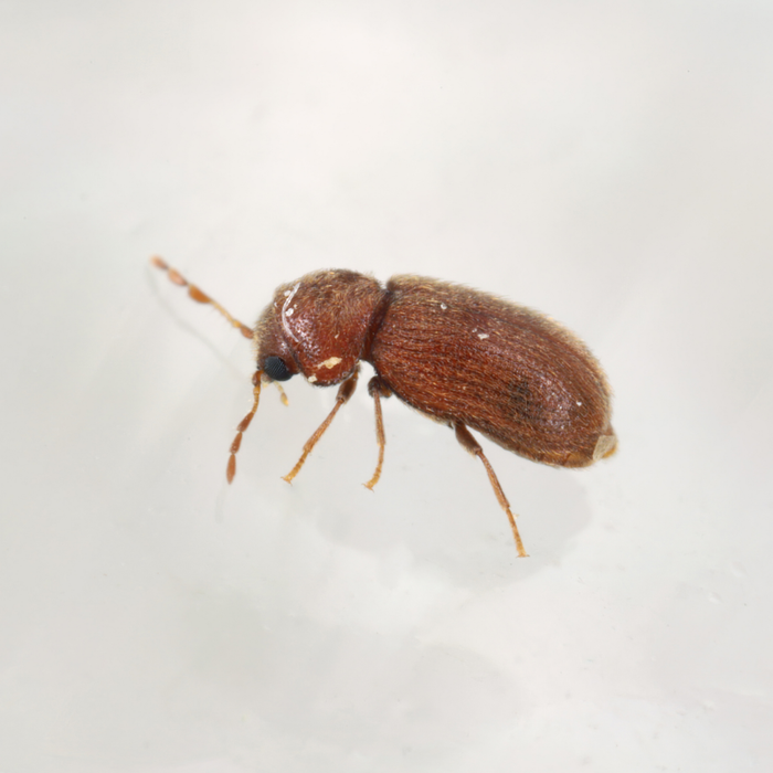 Piège à phéromones pour les coléoptères du pain 