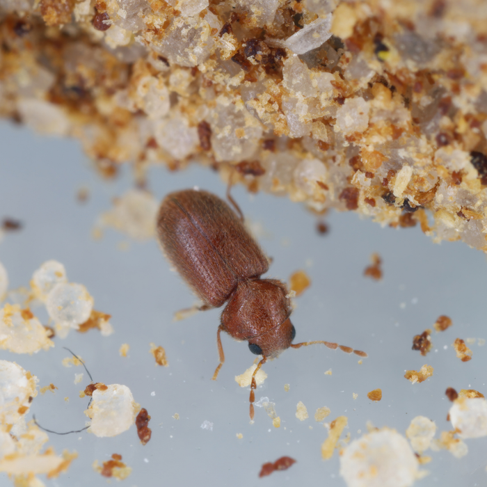 Piège à phéromones pour les coléoptères du pain 