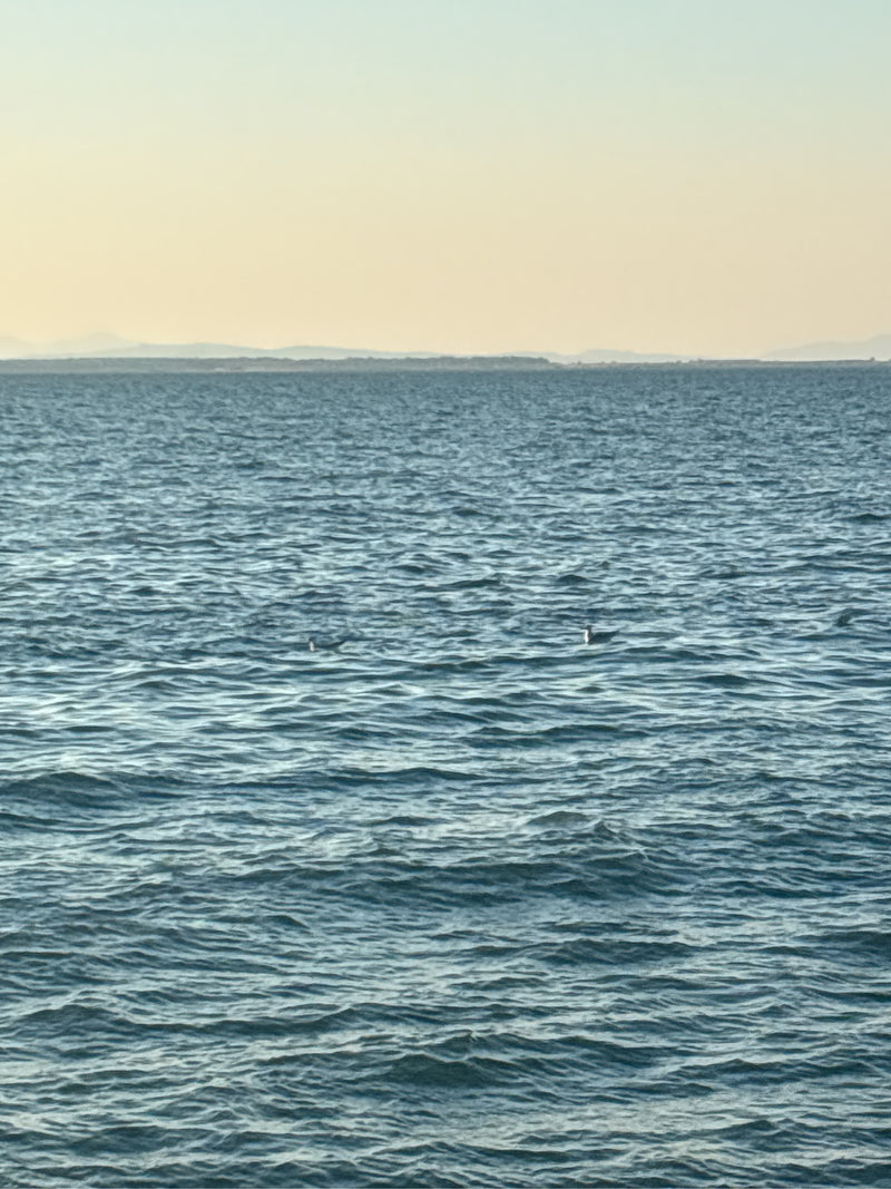goéland argenté — Bild 1