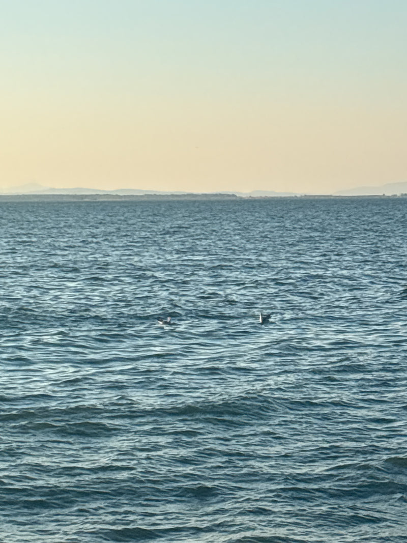 Deux petits oiseaux nagent sur l'eau libre devant un horizon lointain. Le sujet est très éloigné.