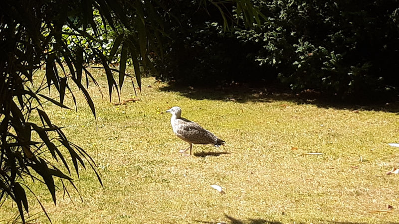 Un goéland argenté juvénile se tient de profil sur une prairie ensoleillée. Au premier plan, des feuilles de bambou encadrent l'image.