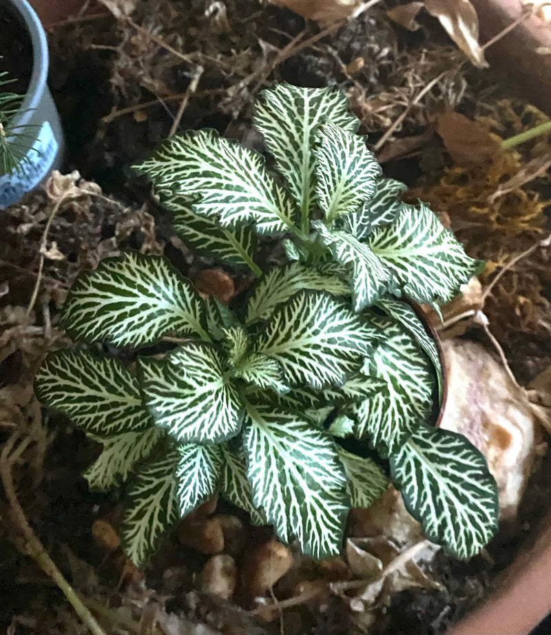 Une plante mosaïque aux feuilles vert foncé typiquement veinées de blanc pousse dans un pot.