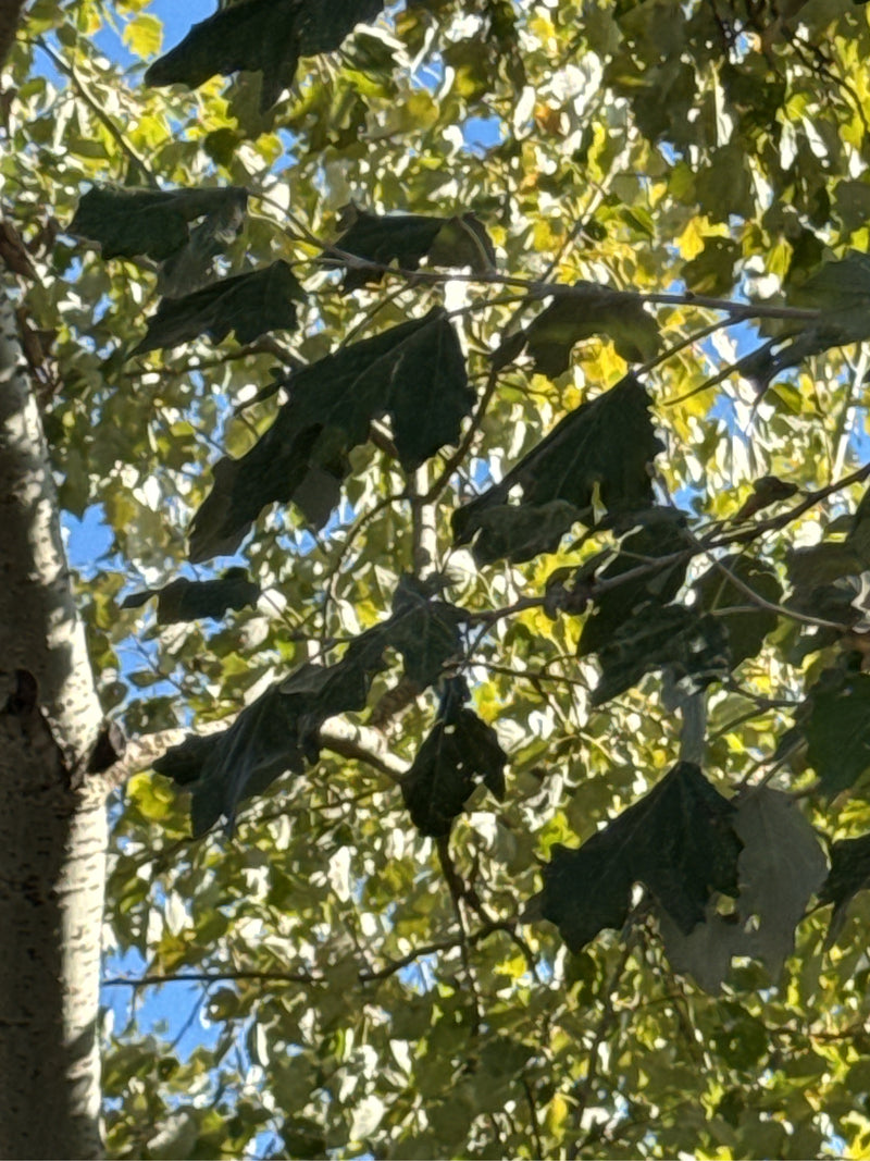 Vue en contre-plongée dans le houppier d'un peuplier blanc, montrant des feuilles lobées caractéristiques et un tronc clair sous un ciel bleu.