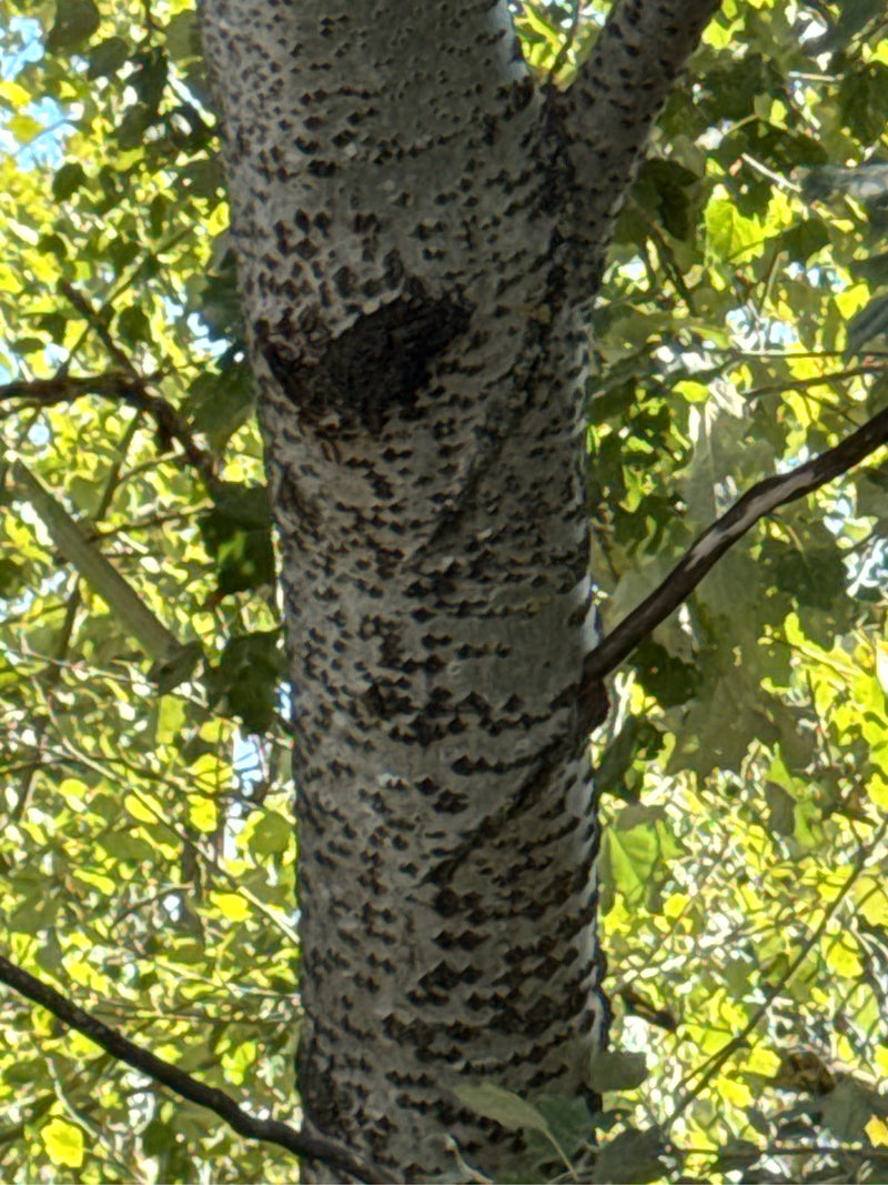 On observe le tronc d'un peuplier blanc avec son écorce typique gris clair à blanchâtre ornée de losanges sombres, entouré de feuillage vert.