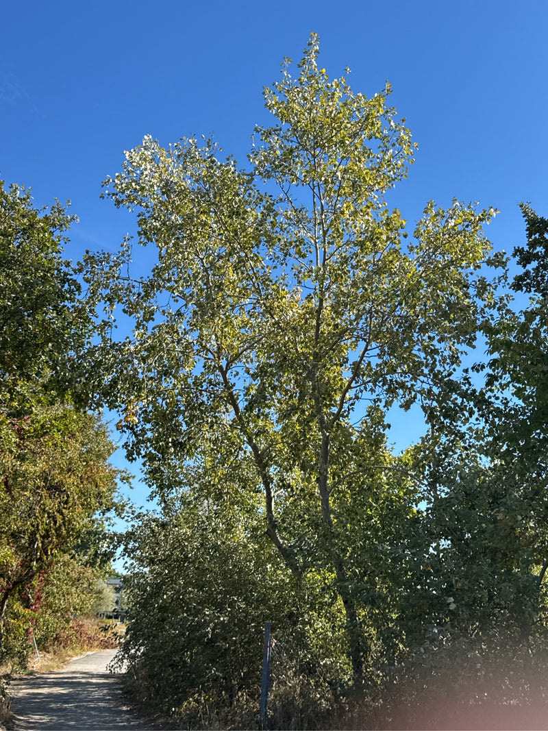 Un grand peuplier blanc s'élève au bord d'un chemin ensoleillé sous un ciel bleu.