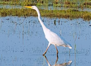 Grande Aigrette — Bild 1