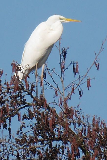 Grande Aigrette — photo 2 sur 3