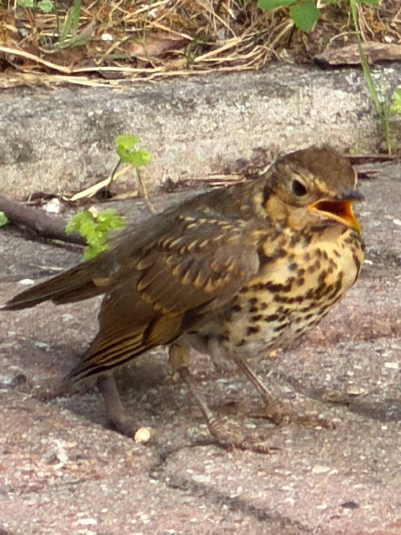 Un jeune grive musicienne est assis sur un sol en pierre avec le bec ouvert. Son plumage est brun avec des taches sombres sur la poitrine.