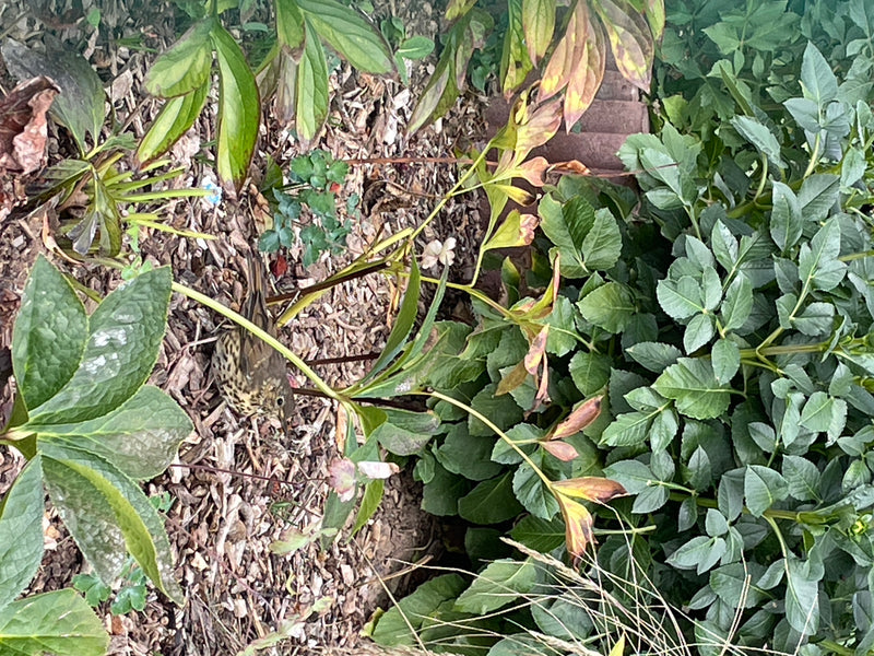 Une grive musicienne est posée sur un sol couvert de paillis entre des plantes vertes. L'oiseau est bien visible par le dessus.