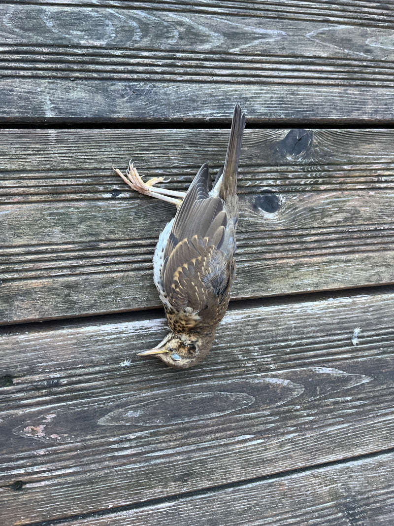 Une grive musicale morte repose sur une surface en bois brun. L'oiseau est clairement visible et présente son plumage typique.
