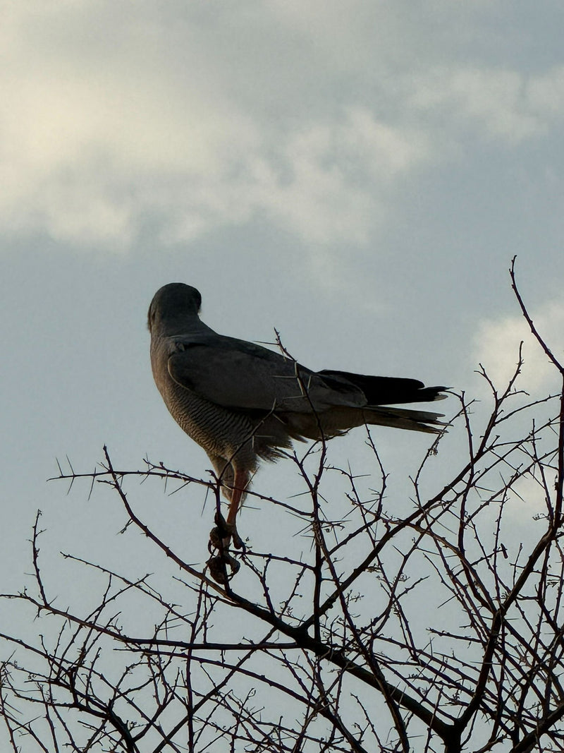 Singhabichte — photo 1 sur 1
