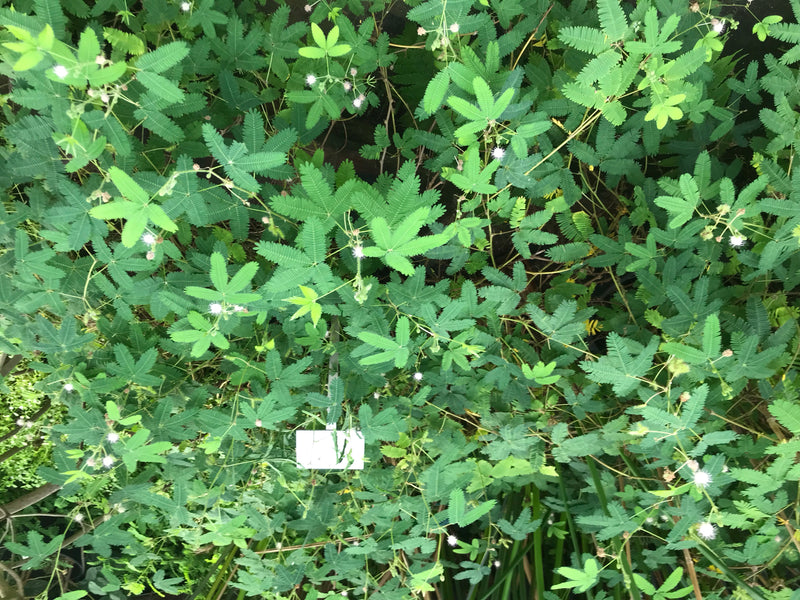 L'image montre un groupe dense de feuilles finement pennées et de petites fleurs claires de la mimosa pudique. La plante pousse dans un environnement luxuriant.