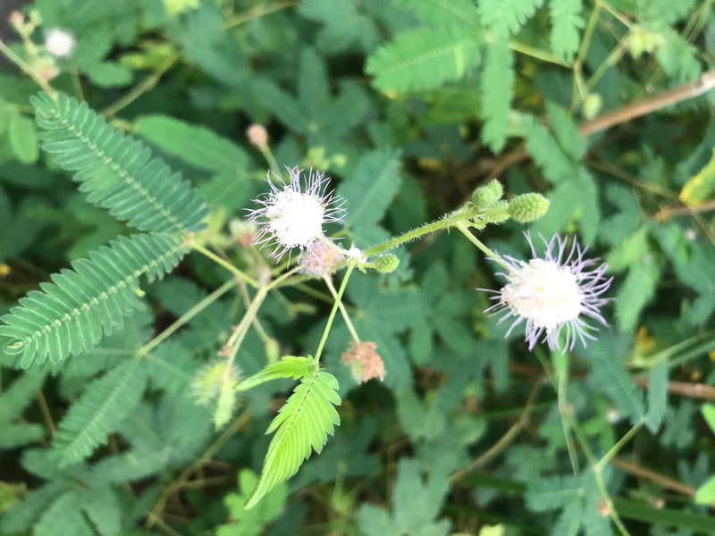 On peut voir les feuilles pennées caractéristiques et les fleurs claires de la mimosa pudique à la lumière du jour. La plante pousse dans un environnement na...