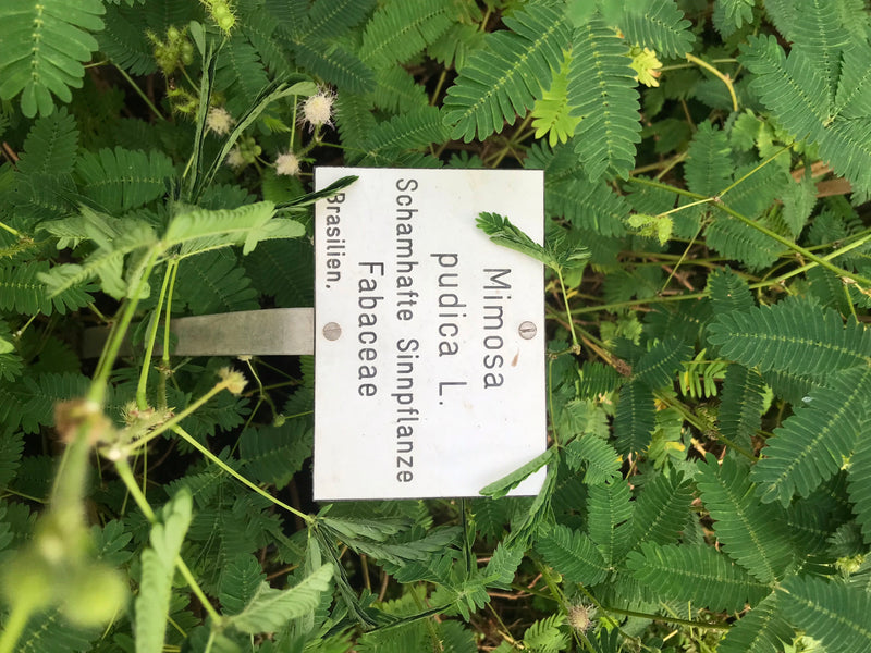 L'image montre la sensitive (Mimosa pudica) avec ses feuilles composées caractéristiques et ses petites fleurs dans un parterre. Une étiquette avec le nom sc...