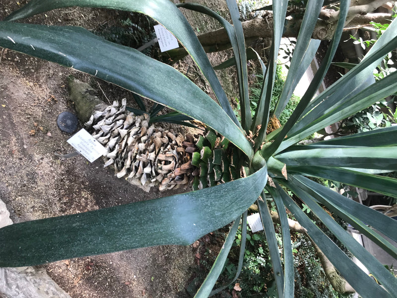 Sisalagave — photo 2 sur 2