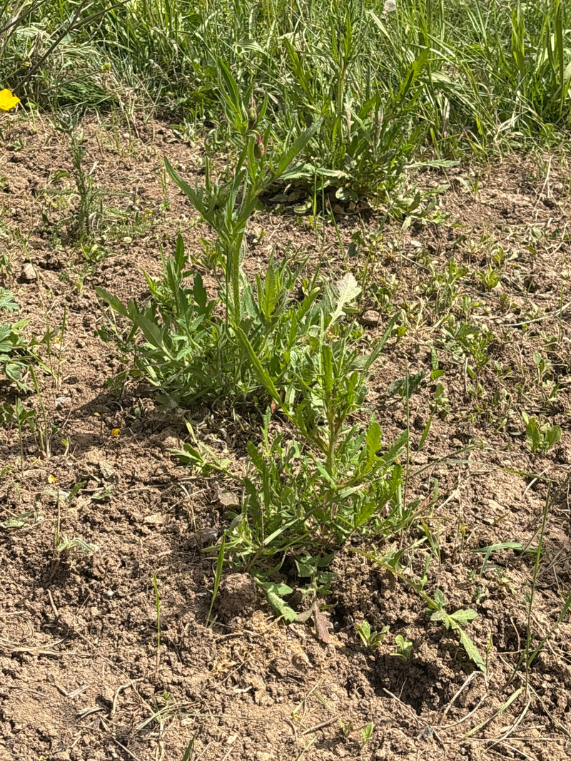 Centaurée scabieuse — Bild 1