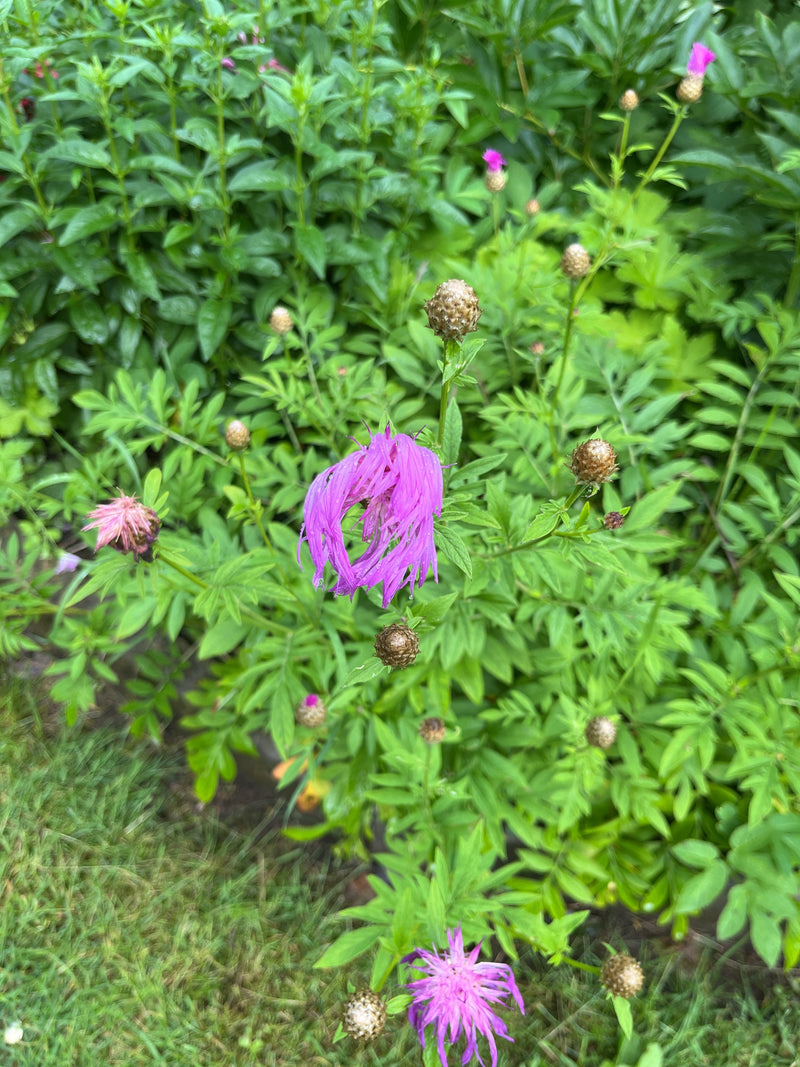 L'image montre une centaurée scabieuse avec plusieurs fleurs pourpres et des bourgeons bruns. La plante se trouve au milieu d'un feuillage vert dans un pré.