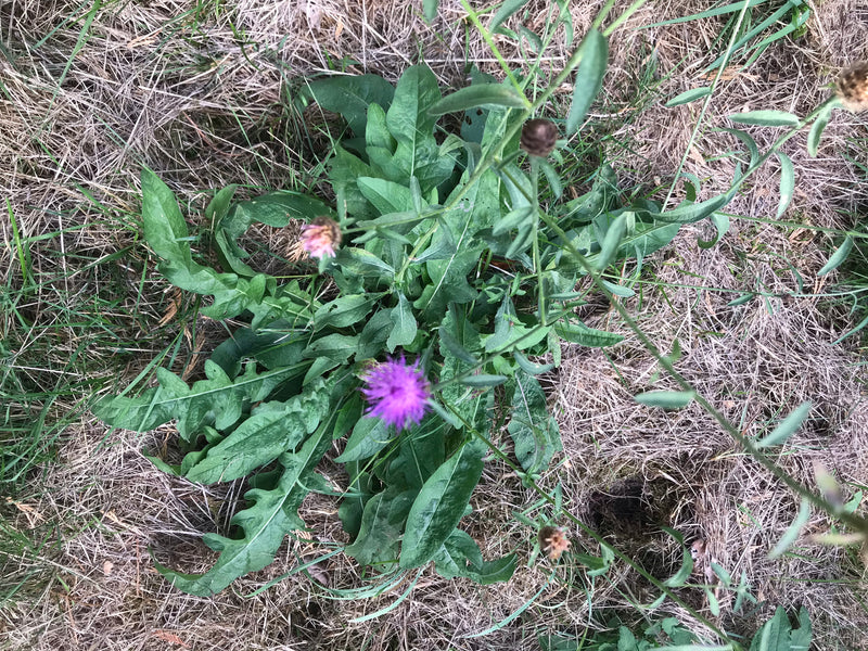 On peut voir une centaurée scabieuse avec des vertes feuilles et des capitules pourpres. La plante pousse au milieu d'une prairie avec de l'herbe sèche.