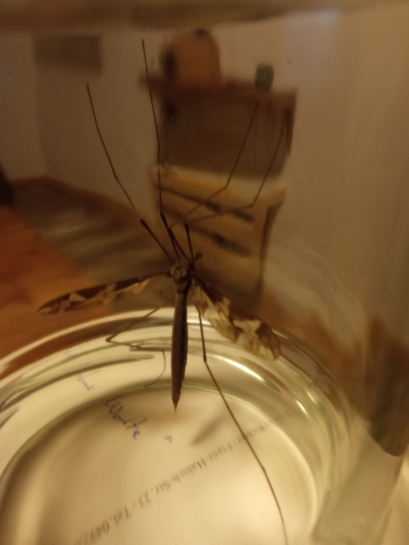 Scénario Schnake — Bild 2