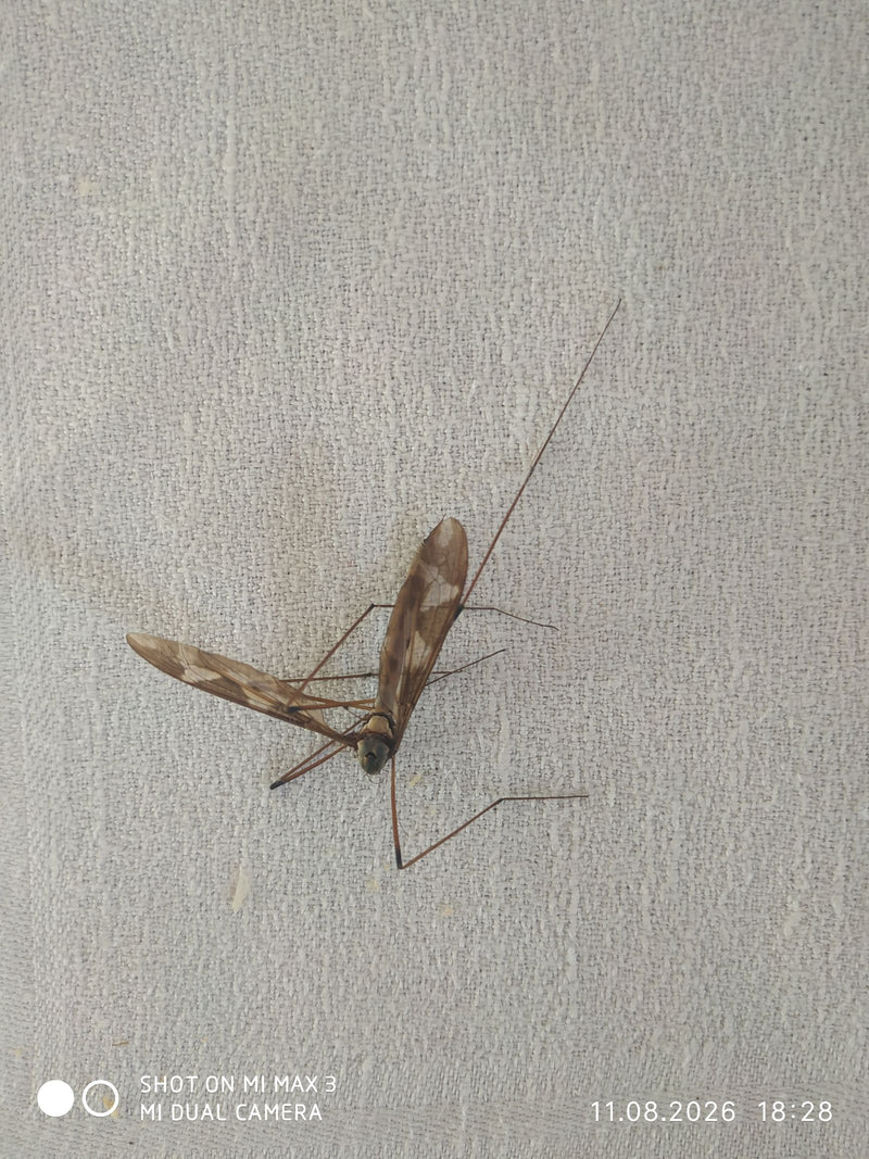 Une tipule scriptée est posée sur un mur clair et texturé. Ses longues pattes caractéristiques et ses ailes á motif sont bien visibles.