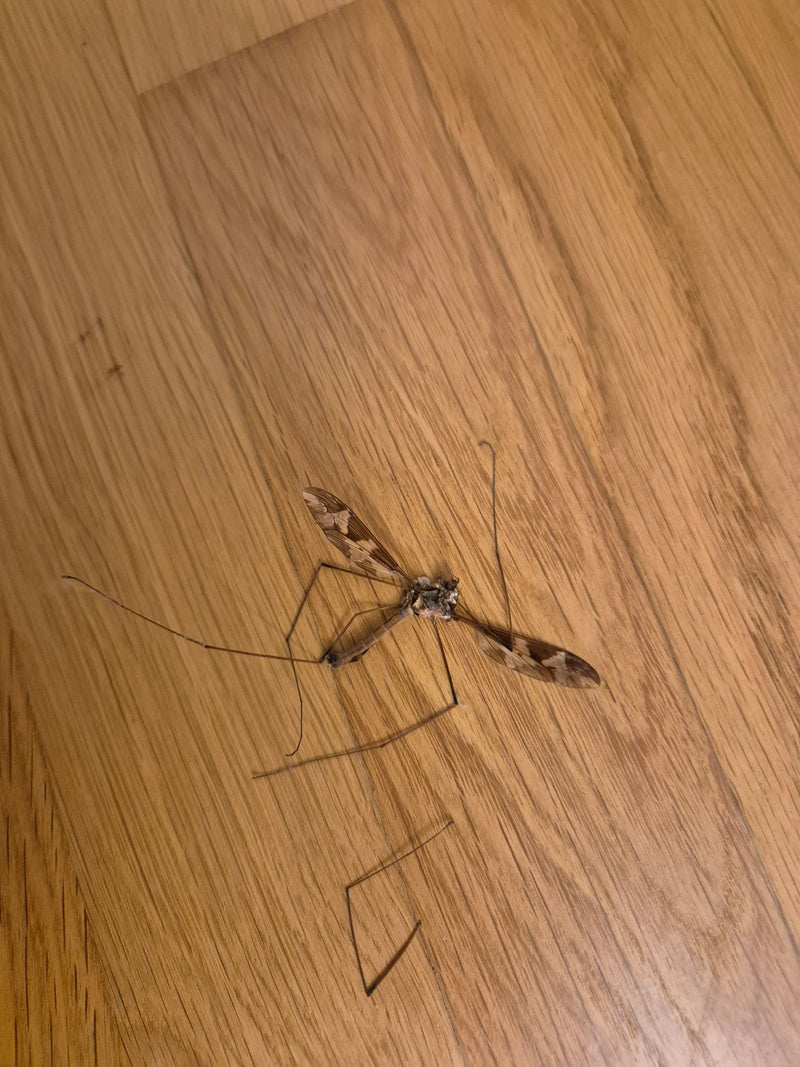 Un tipule scripta mort avec des ailes déployées et de longues pattes repose sur un sol en bois. L'insecte est clairement visible.
