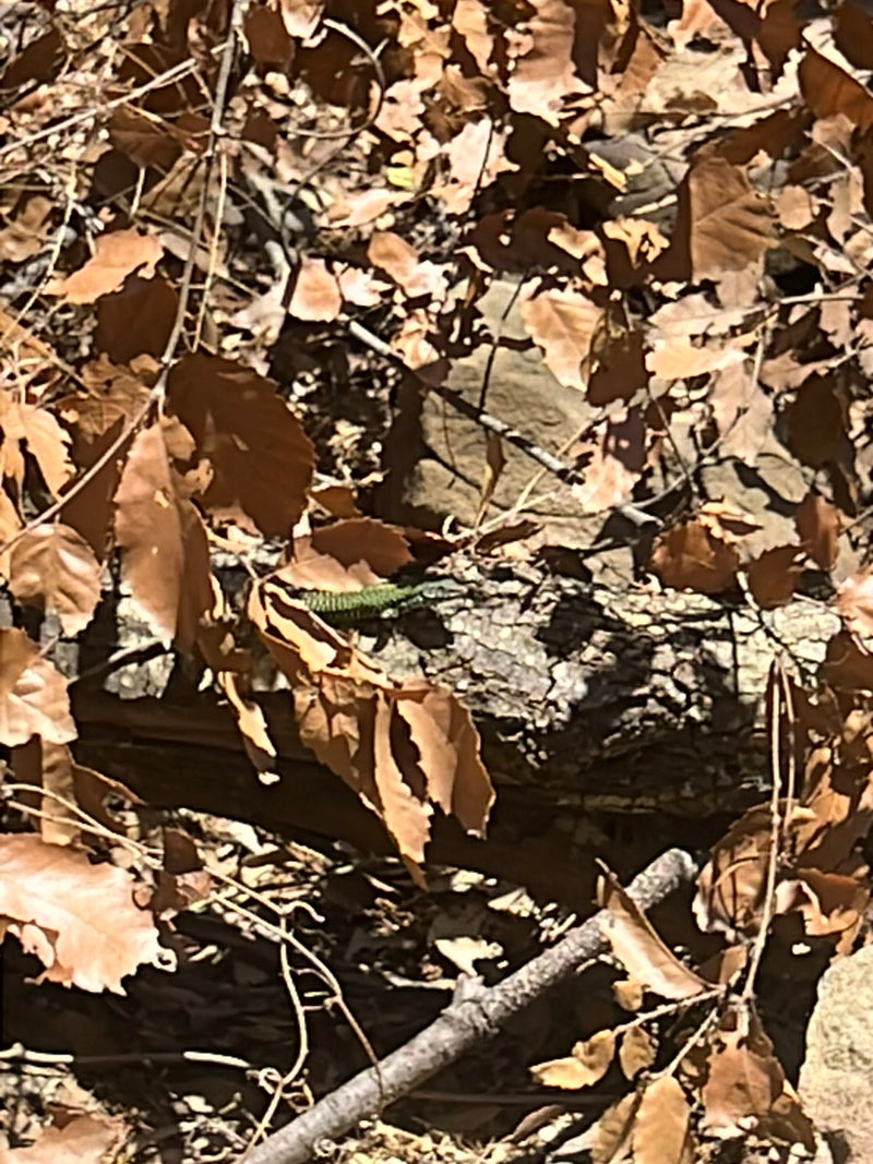 Lézard émeraude — Bild 1