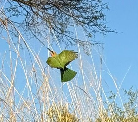 Un guêpier d'Orient en vol aux ailes déployées devant une végétation sèche.